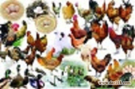 تخم نطفه دار انواع طیور و پرنده زینتی به کل کشور - 1