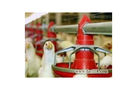 دانخوری بشقابی اتوماتیک( 1 سالن 50متری 3خط)  - 3