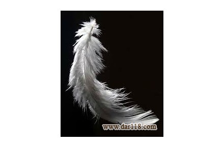 خط فرآوری پر مرغ و طیور