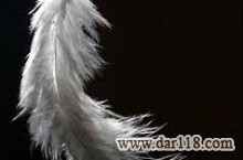 خط فرآوری پر مرغ و طیور