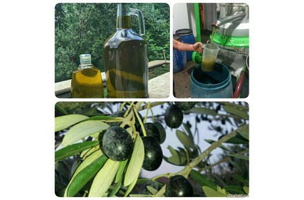 فروش روغن زیتون بی بو و با بو - 1