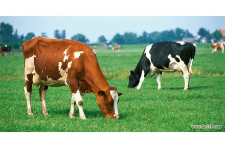 پرورش گاو شیری و تلیسه - 1