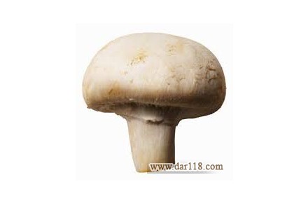 دوره آموزش پرورش قارچ خوراکی - 2