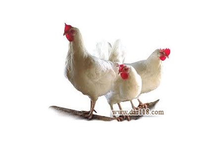 دوره آموزشی پرورش مرغ گوشتی - 1