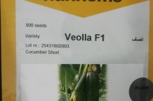 فروش انواع بذر خیار گلخانه ای