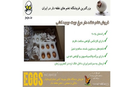 راندمان بالا  با تخم نطفه دار مرغ - 1