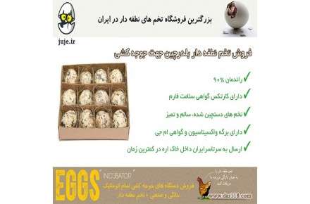 راندمان بالا  با تخم نطفه دار مرغ - 2