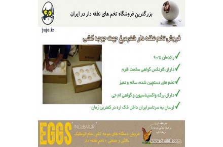 راندمان بالا  با تخم نطفه دار مرغ - 3