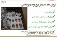 راندمان بالا  با تخم نطفه دار مرغ