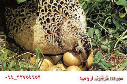 فروش قر قاول در ارو میه