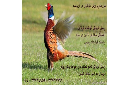 فروش قر قاول در ارو میه - 3
