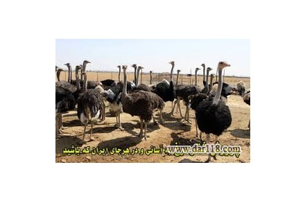 فروش شترمرغ مولد شرکت زرین توتک - 1