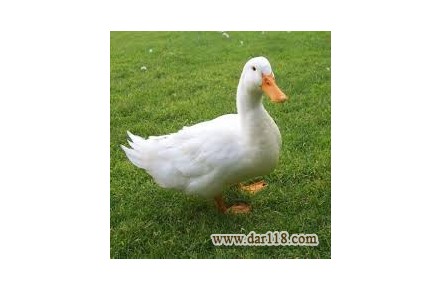 فروش جوجه اردک - 2