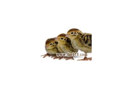 فروش جوجه بلدرچین شرکت زرین توتک  - 1