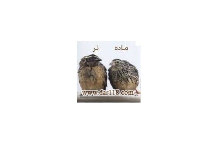 فروش جوجه بلدرچین شرکت زرین توتک  - 2