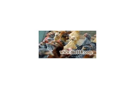فروش جوجه مرغ بومی اصلاح نژاد شده شرکت زرین توتک: - 2