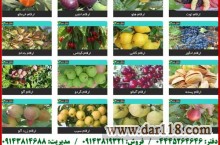 نهالستان طبیعت سبز (میاندوآب) | تولید کننده انواع نهال میوه , بذر نهال و درختچه های زینتی