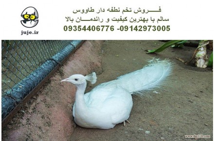 تخم نطفه دار پرنده زیبای طـــاووس - 2