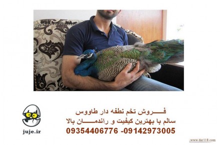 تخم نطفه دار پرنده زیبای طـــاووس - 3