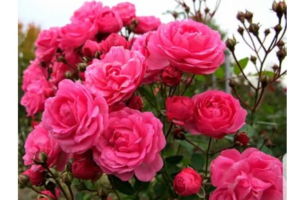 خدمات گل و گیاه رزآلین - 1