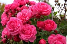 خدمات گل و گیاه رزآلین