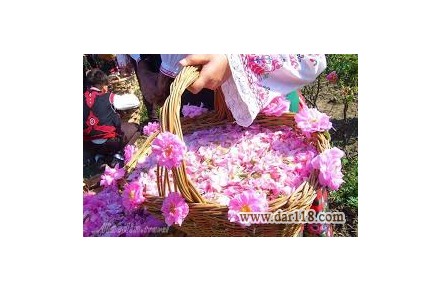 تور گلاب گیری کاشان - 2