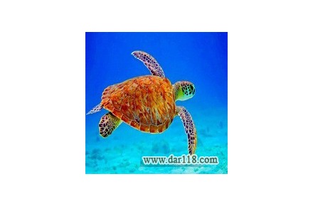 آفر قشم از اصفهان - 1