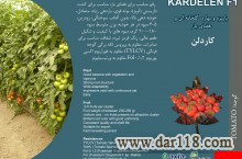 بذر گوجه کاردلن kardelen 