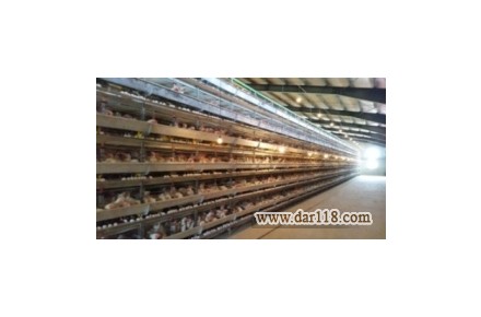 قفس های تمام اتوماتیک  پرورش مرغ گوشتی  وتخم گذار - 1