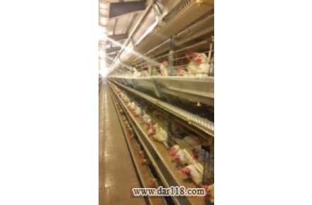 قفس های تمام اتوماتیک  پرورش مرغ گوشتی  وتخم گذار - 2