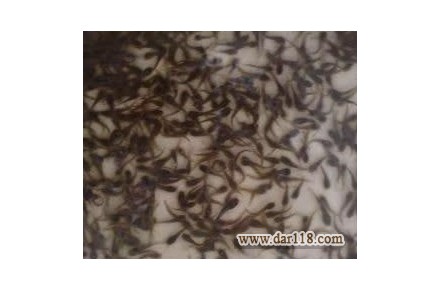 فروش ویژه انواع بچه ماهیان گرمابی - 1