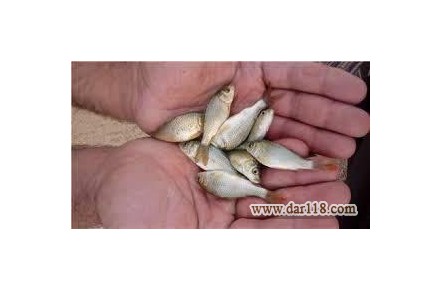 فروش ویژه انواع بچه ماهیان گرمابی - 2