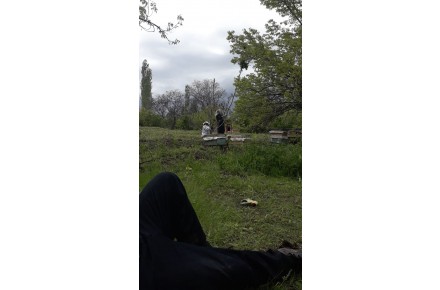 عسل طبیعی عمده وتناژ - 4