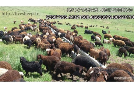 گوسفند زنده - 1