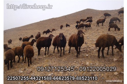 گوسفند زنده - 3