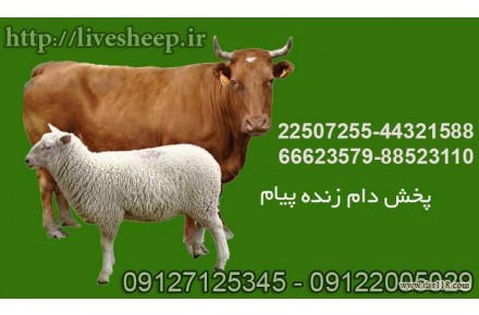 دام زنده