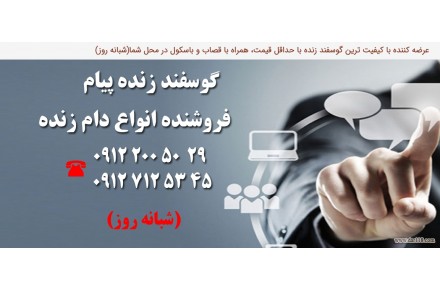 گوسفند زنده تهران