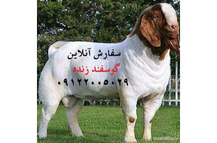 گوسفند زنده تهران - 3