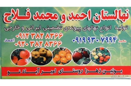 پیوند،هرس و فروش انواع نهال میوه و پسته وبادام و... - 2