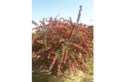 فروش انواع زرشک پفکی و دانه اناری - 1