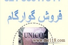 فروش گوارگام عبدالقادر