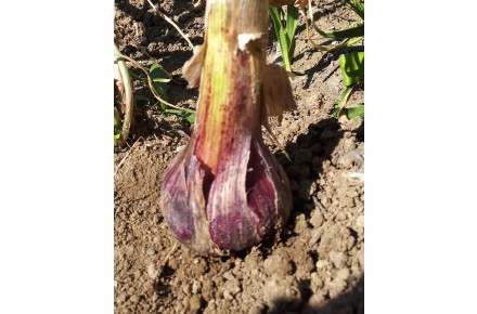 سیر تازه درجه یک - 2