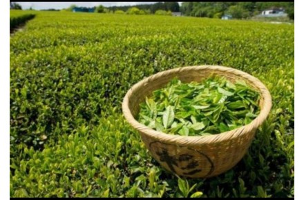 فروش چای بهاره لاهیجان به صورت کلی و جزئی - 2