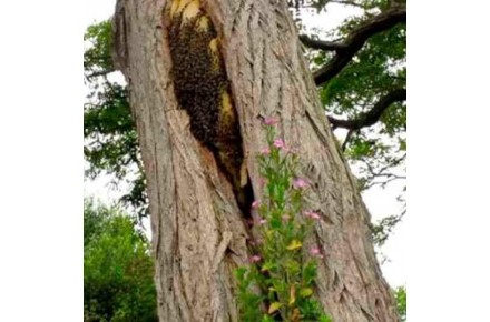عسل وحشی گرده گل ژله رویال - تصویر شماره 3