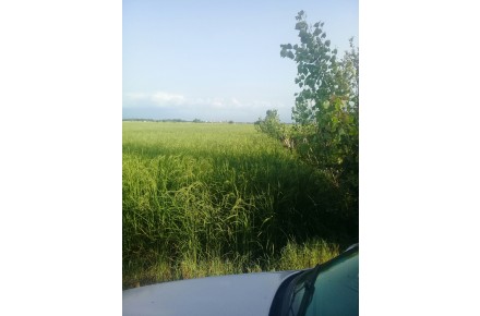 فروش زمینهای کسادی - 1