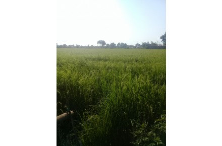 فروش زمینهای کسادی - 2