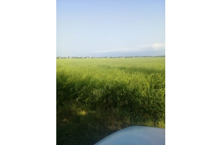 فروش زمینهای کسادی - 3