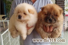 فروش توله سگ های چاوچاو زینتی _نگهبان chow chow