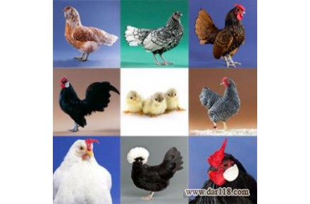فروش تخم نطفه دار انواع طیور