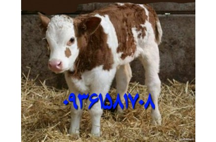 فروش گوساله نژادداراصیل درجه1پرواری - 1